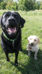 Ollie en Mees